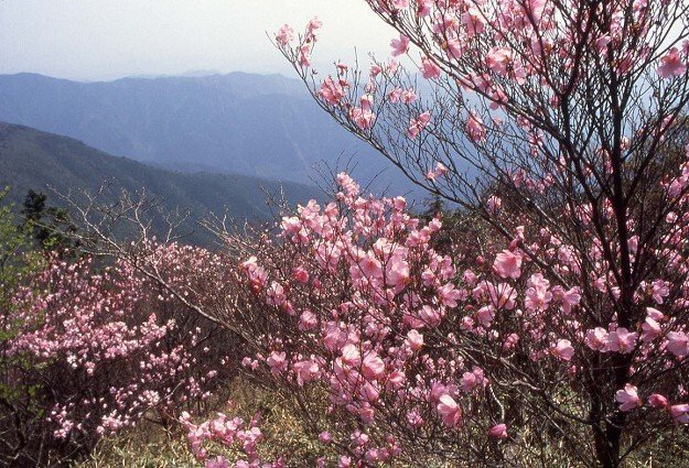 ⛰️ 사사야마 산 이미지 1